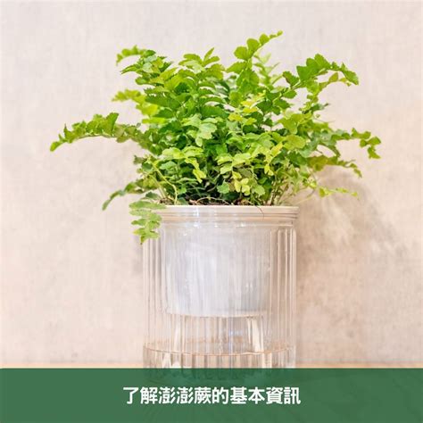 辦公室 水生植物|辦公室植物養護全攻略